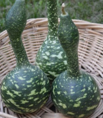 Tykev okrasná Cobra - Lagenaria siceraria - semena - 5 ks