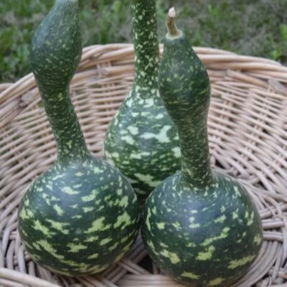 Tykev okrasná Cobra - Lagenaria siceraria - semena - 5 ks