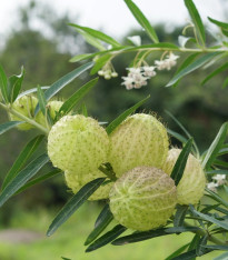 Ostnoplod Lví koule - Gomphocarpus physocarpus - semena - 30 ks
