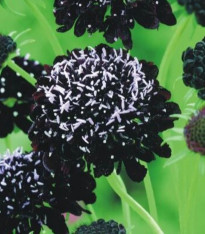 Hlaváč tmavonachový Black Knight - Scabiosa atropurpurea - semena - 30 ks