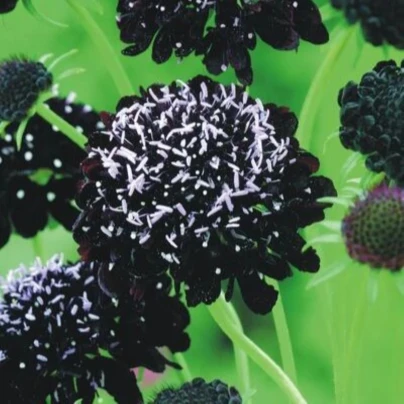Hlaváč tmavonachový Black Knight - Scabiosa atropurpurea - semena - 30 ks