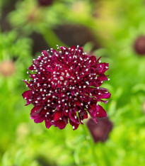 Hlaváč tmavočervený Fire King - Scabiosa atropurpurea - semena - 30 ks
