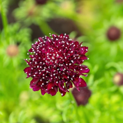 Hlaváč tmavočervený Fire King - Scabiosa atropurpurea - semena - 30 ks