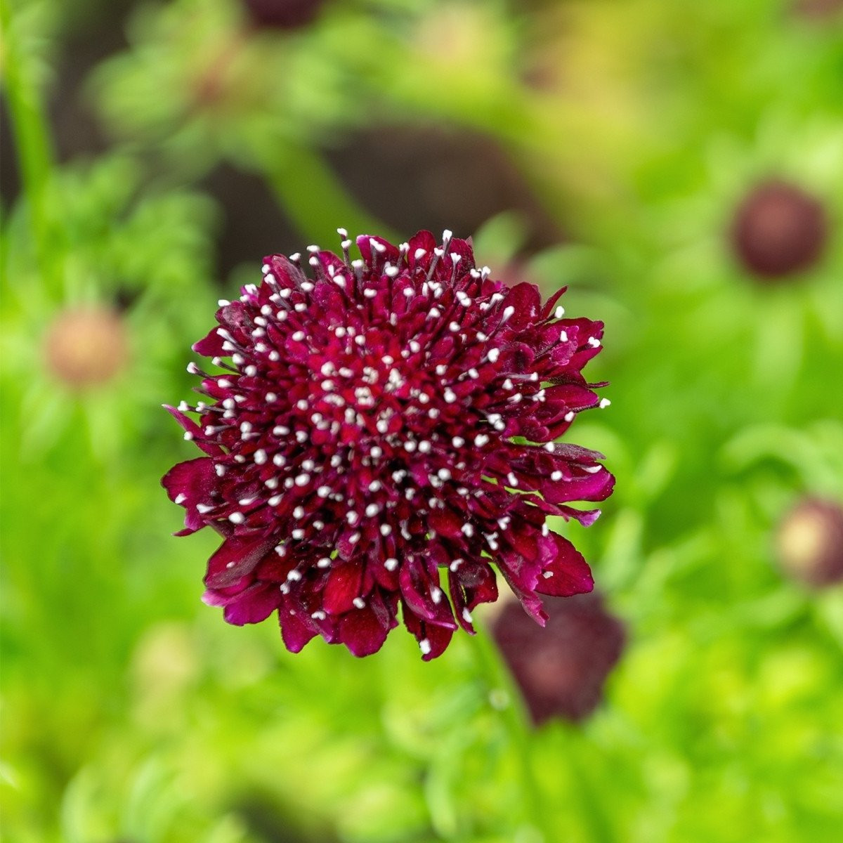 Hlaváč tmavočervený Fire King - Scabiosa atropurpurea - semena - 30 ks