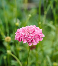 Hlaváč lososový QIS Salmon - Scabiosa atropurpurea - semena - 30 ks