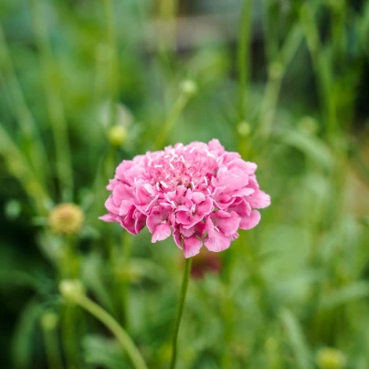 Hlaváč lososový QIS Salmon - Scabiosa atropurpurea - semena - 30 ks