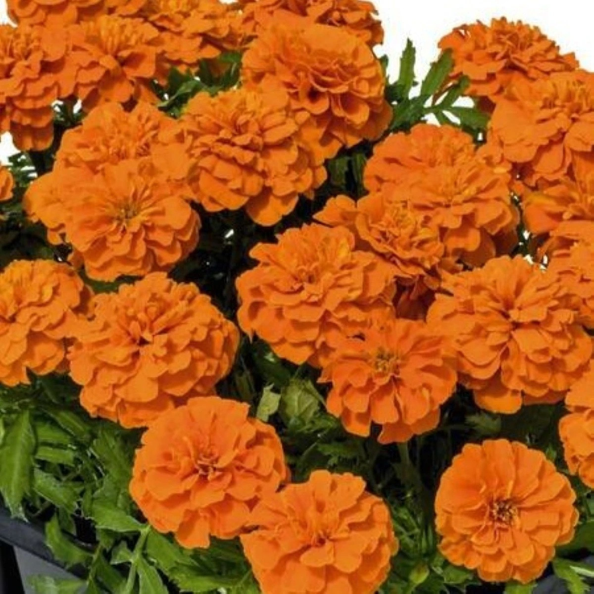 Aksamitník rozkladitý Super Hero Deep Orange - Tagetes patula - semena - 30 ks