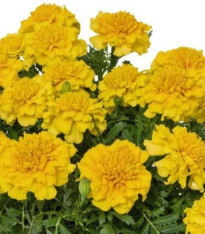 Aksamitník rozkladitý Super Hero Deep Yellow - Tagetes patula - semena - 30 ks