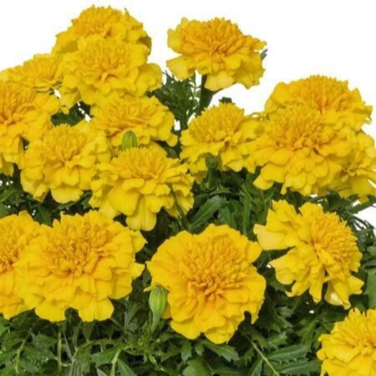 Aksamitník rozkladitý Super Hero Deep Yellow - Tagetes patula - semena - 30 ks