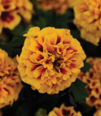 Aksamitník rozkladitý Hot Pak Fire - Tagetes patula - semena - 30 ks
