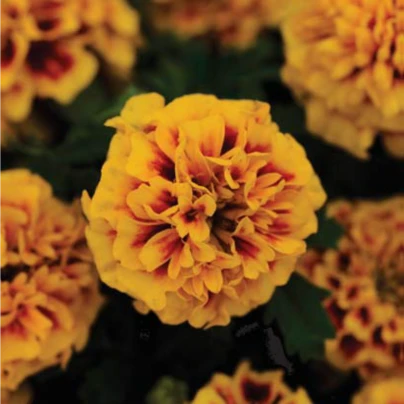 Aksamitník rozkladitý Hot Pak Fire - Tagetes patula - semena - 30 ks