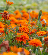 Aksamitník rozkladitý Hot Pak Orange - Tagetes patula - semena - 30 ks