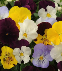 Maceška převislá Cool Wave směs barev F1 - Viola x wittrockiana - semena - 10 ks