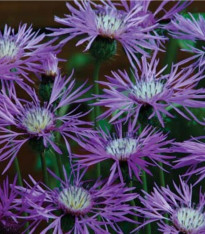 Ambrózie ostnitá Desert Star - Amberboa muricata - semena - 50 ks