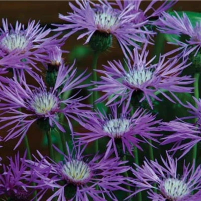 Ambrózie ostnitá Desert Star - Amberboa muricata - semena - 50 ks