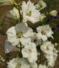 Ostrožka rolní bílá - Consolida regalis - semena - 100 ks