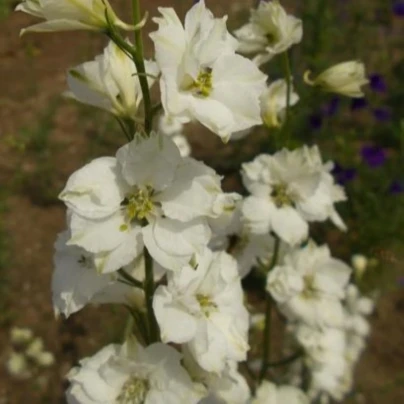 Ostrožka rolní bílá - Consolida regalis - semena - 100 ks