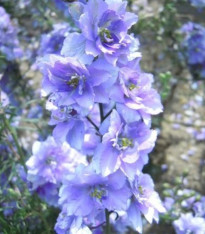 Ostrožka rolní fialová - Consolida regalis - semena - 100 ks