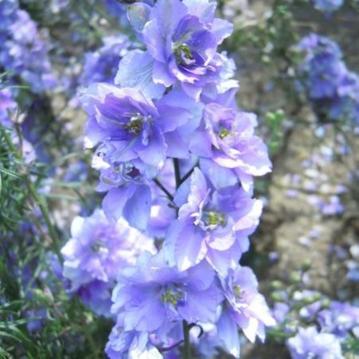 Ostrožka rolní fialová - Consolida regalis - semena - 100 ks