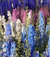 Ostrožka rolní směs barev - Consolida regalis - semena - 100 ks