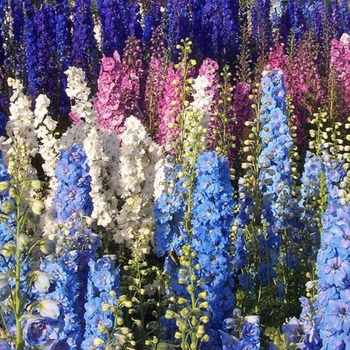 Ostrožka rolní směs barev - Consolida regalis - semena - 100 ks