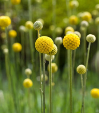 Kraspédie kulovitá Trommelstock - Craspedia globosa - semena - 170 ks