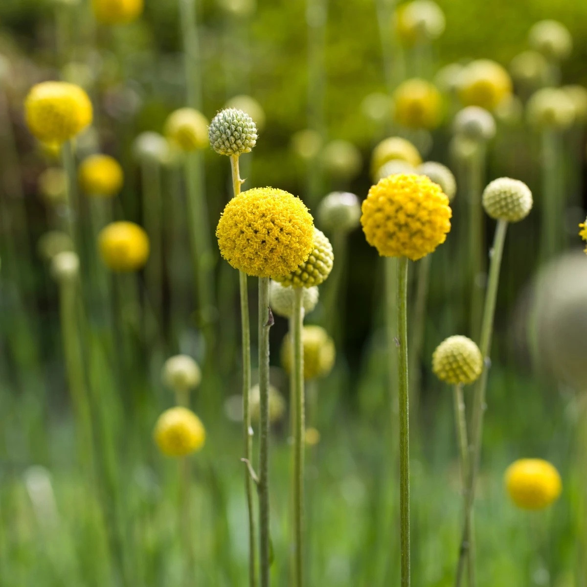 Kraspédie kulovitá Trommelstock - Craspedia globosa - semena - 170 ks