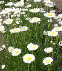 Smilek bílý - Helipterum roseum - semena - 0,5 g