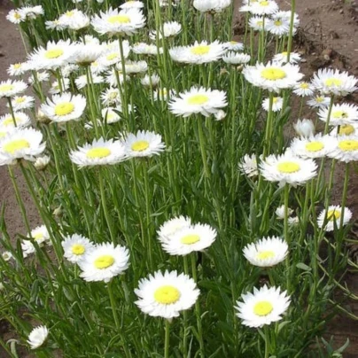 Smilek bílý - Helipterum roseum - semena - 0,5 g