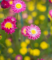 Smilek růžový - Helipterum roseum - semena - 0,5 g