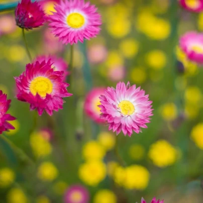 Smilek růžový - Helipterum roseum - semena - 0,5 g