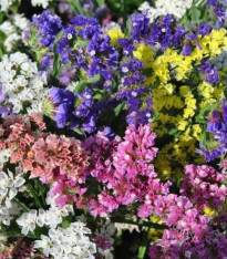 Limonka chobotnatá QIS směs barev - Limonium sinuatum - semena - 50 ks