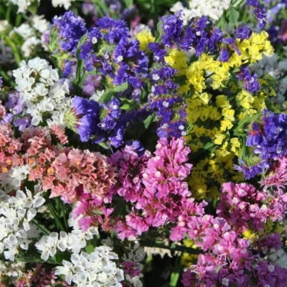 Limonka chobotnatá QIS směs barev - Limonium sinuatum - semena - 50 ks