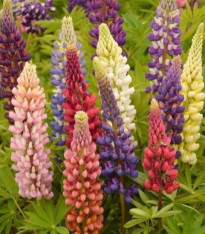 Lupina mnoholistá Russel Mix - Lupinus polyphyllus - semena - 20 ks