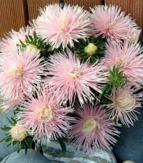 Astra čínská Starlight Light Pink - Callistephus chinensis - semena - 50 ks