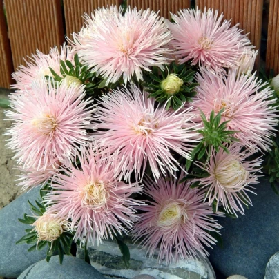 Astra čínská Starlight Light Pink - Callistephus chinensis - semena - 50 ks