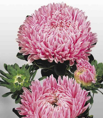 Astra čínská Matador Salmon Pink - Callistephus chinensis - semena - 50 ks