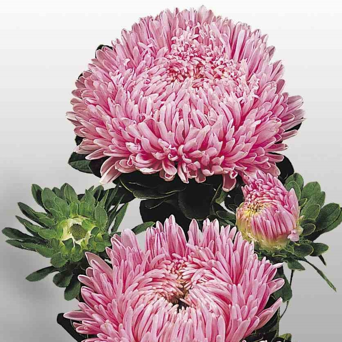 Astra čínská Matador Salmon Pink - Callistephus chinensis - semena - 50 ks