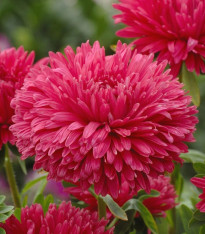 Astra čínská King Size Red - Callistephus chinensis - semena - 50 ks
