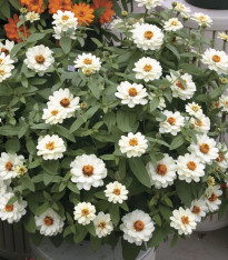 Ostálka elegantní plnokvětá bílá Profusion Double White - Zinnia elegans - semena - 15 ks
