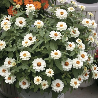 Ostálka elegantní plnokvětá bílá Profusion Double White - Zinnia elegans - semena - 15 ks