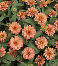 Ostálka elegantní plnokvětá růžová Profusion Double Deep Salmon - Zinnia elegans - semena - 15 ks