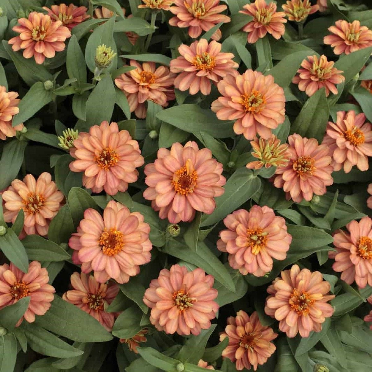 Ostálka elegantní plnokvětá růžová Profusion Double Deep Salmon - Zinnia elegans - semena - 15 ks