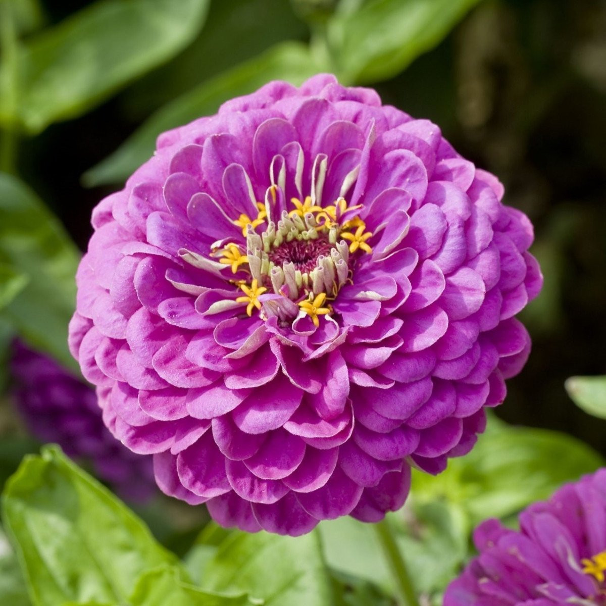 Ostálka jiřinkokvětá Purple Prince - Zinnia elegans - semena - 50 ks