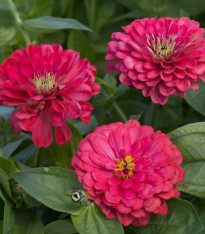 Ostálka jiřinkokvětá Illumination - Zinnia elegans - semena - 50 ks