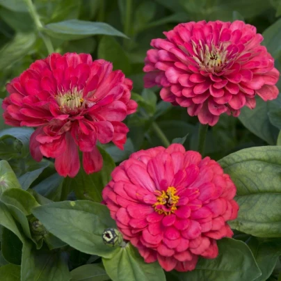 Ostálka jiřinkokvětá Illumination - Zinnia elegans - semena - 50 ks