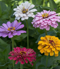 Ostálka jiřinkokvětá Field Grown Mixure - Zinnia elegans - semena - 50 ks