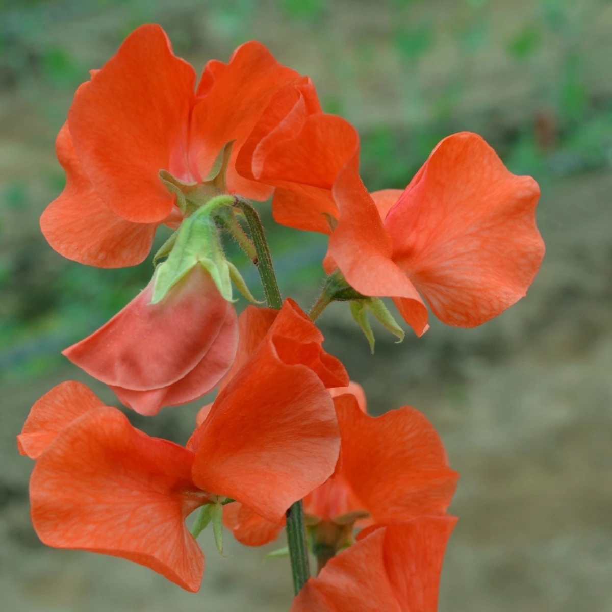Hrachor Spring Sunshine Orange - Lathyrus odoratus - semena - 12 ks