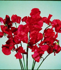 Hrachor Elegance Scarlet - Lathyrus odoratus - semena - 20 ks