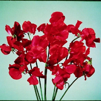 Hrachor Elegance Scarlet - Lathyrus odoratus - semena - 20 ks